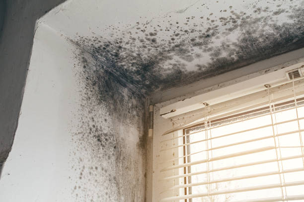 Affordable Mold Removal solutions in Richmond, KY
