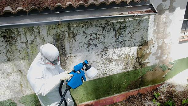 Top rated local Mold Removal specialists in Richmond, KY